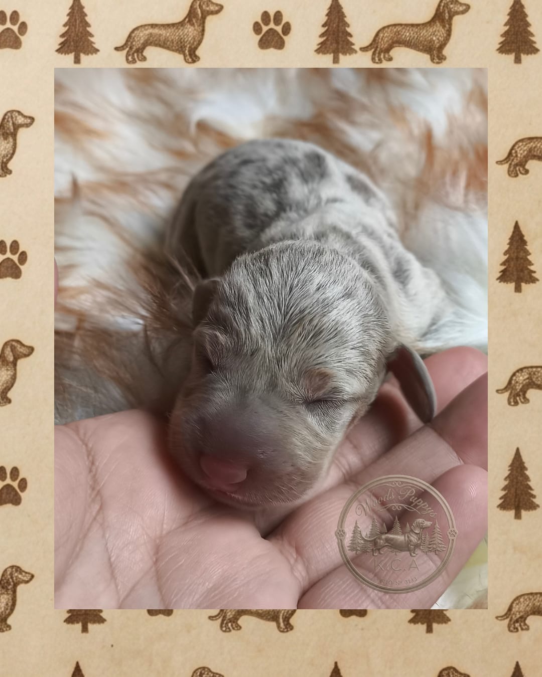 Hembra Arlequín Isabella · Dachshund Mini · Woods Puppys