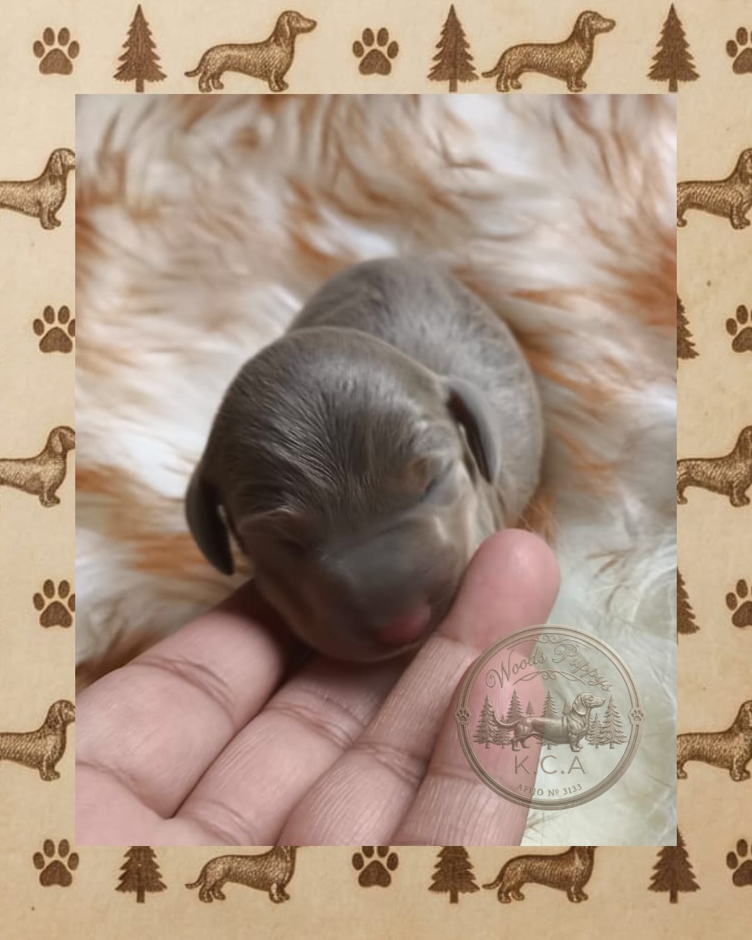 Hembra Isabella · Dachshund Mini · Woods Puppys