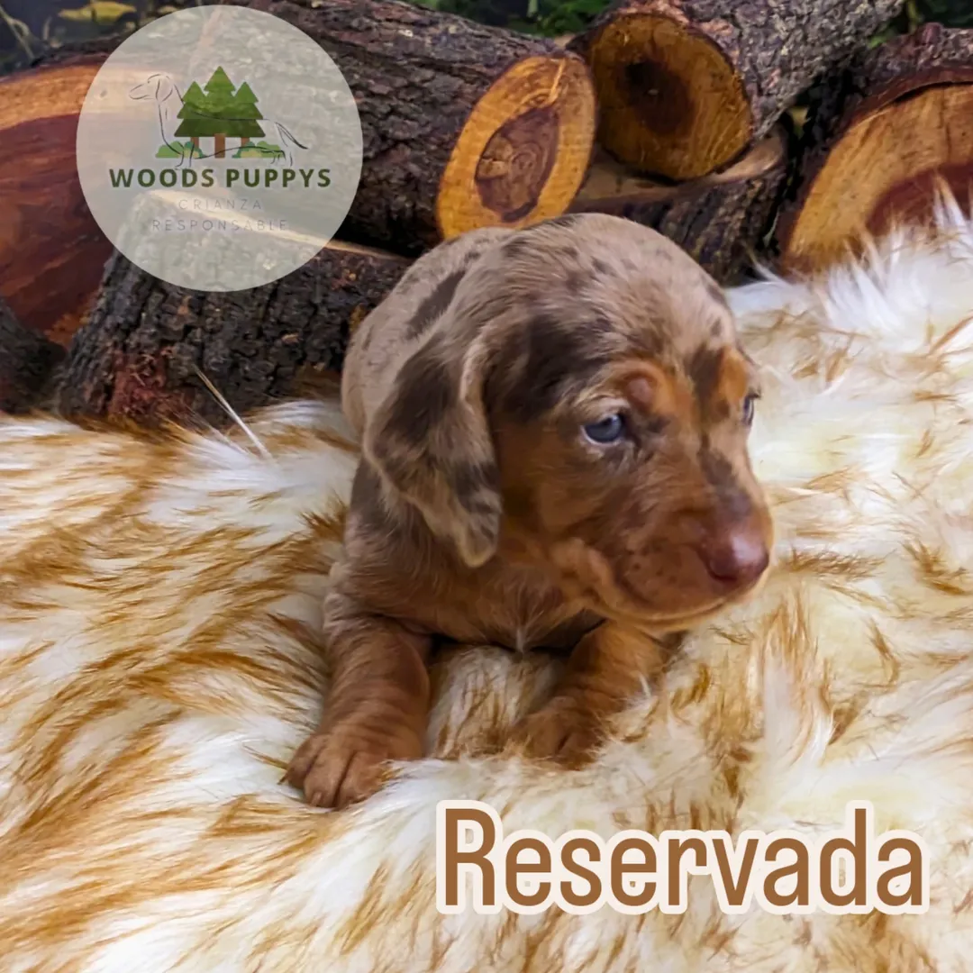 Cachorro dachshund